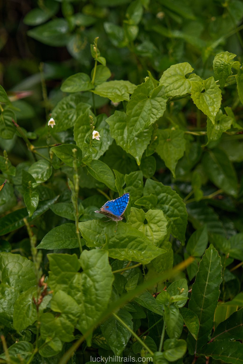 mauritius black river ebony forest