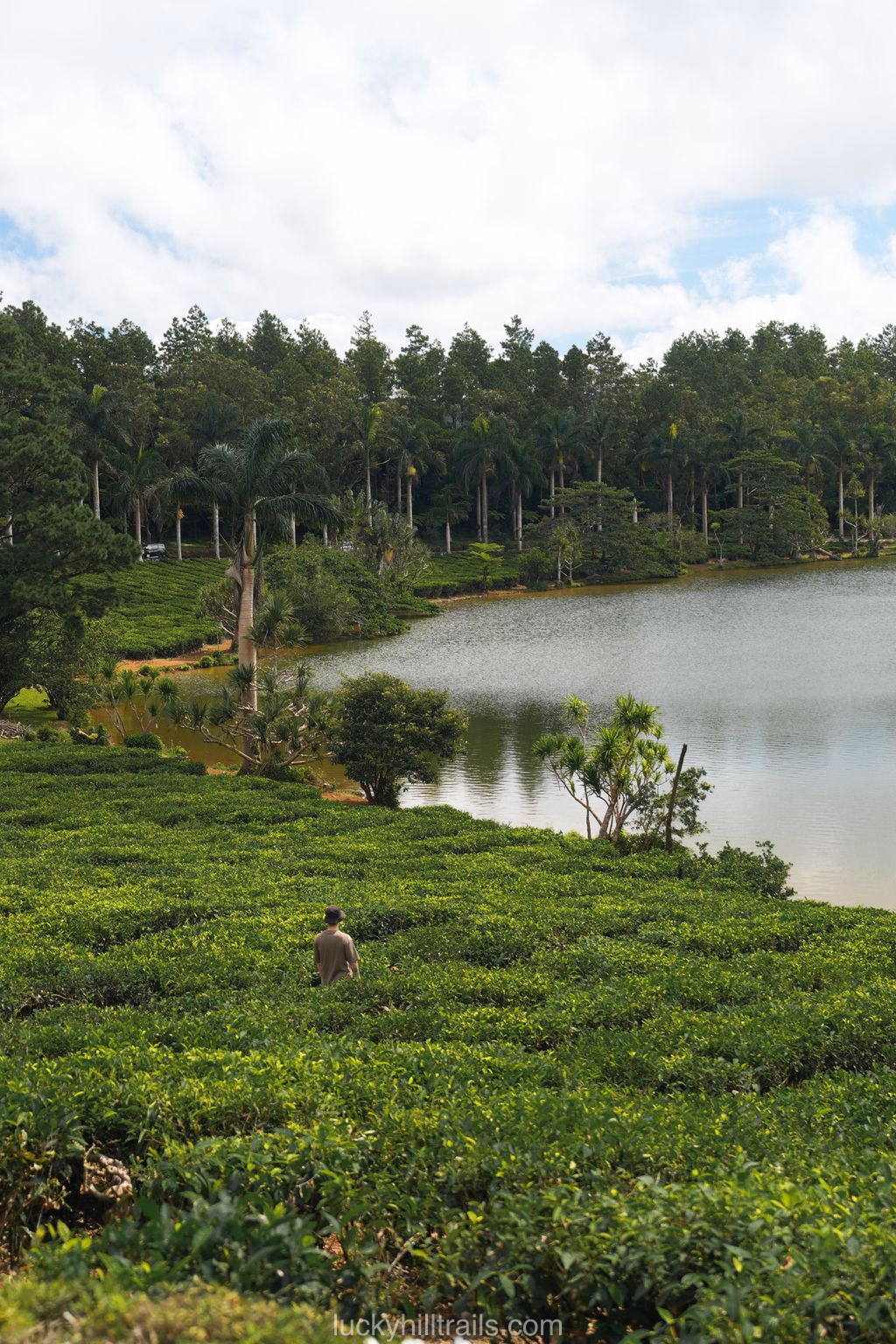 mauritius black river bois chéri tea plantation