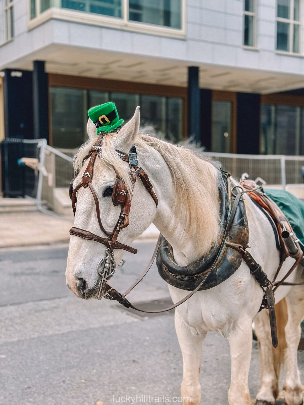 horse in green St. Patrick's Day hat